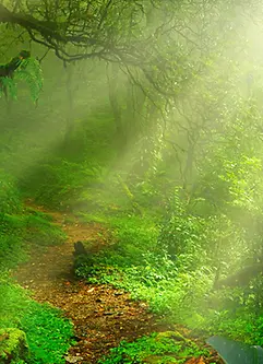A tropical jungle, flooded with light