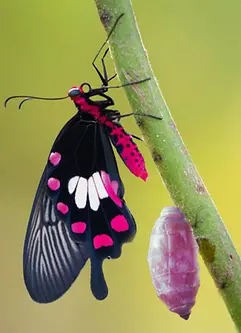 AI-generated image - Transformation of common rose butterfly emerging from cocoon, chrysalis