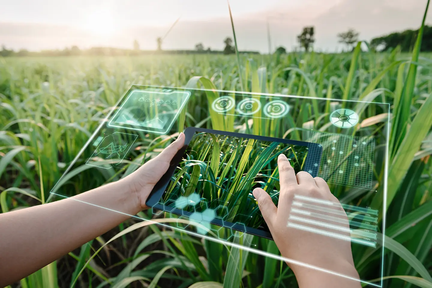 Grafische Darstellung auf transparentem Monitor über einem Feld
